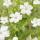 Ground cover - Small periwinkle - Vinca minor Alba - white flowering - 9cm pot