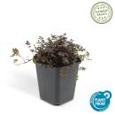 Groundcover - Brown-red spiny nutsedge - Acaena microph....