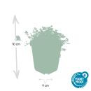Bodendecker - Braunrotes Stachelnüsschen - Acaena microph. Kupferteppich - 9cm Topf