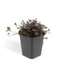 Bodendecker - Braunrotes Stachelnüsschen - Acaena microph. Kupferteppich - 9cm Topf