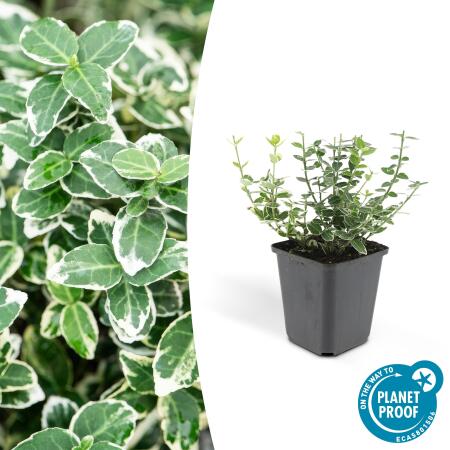 Bodendecker - Kriechspindel - Euonymus fortunei Emerald Gaiety - 9cm Topf