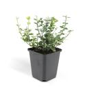Ground cover - creeping spindle - Euonymus fortunei...