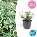 Bodendecker - Kriechspindel - Euonymus fortunei Emerald Gaiety - 9cm Topf