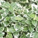 Bodendecker - Kriechspindel - Euonymus fortunei Emerald Gaiety - 9cm Topf