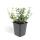 Bodendecker - Kriechspindel - Euonymus fortunei Emerald Gaiety - 9cm Topf