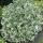 Bodendecker - Kriechspindel - Euonymus fortunei Emerald Gaiety - 9cm Topf