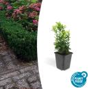 Ground cover - creeping spindle - Euonymus japonicus...