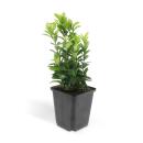 Ground cover - creeping spindle - Euonymus japonicus...