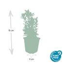 Ground cover - creeping spindle - Euonymus japonicus Green Spire - 9cm pot