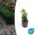 Ground cover - creeping spindle - Euonymus japonicus Green Spire - 9cm pot
