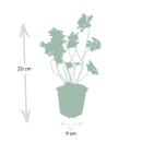 Couvre-sol - Géranium Rozanne - Pot 9cm