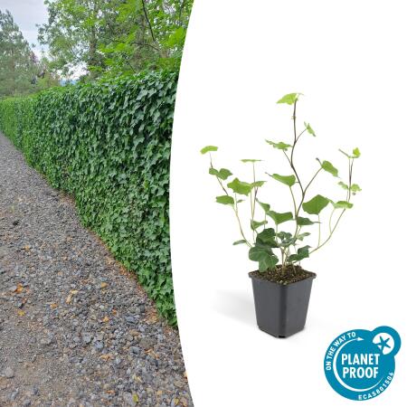 Ground cover - Irish ivy - Hedera hibernica - 9cm pot