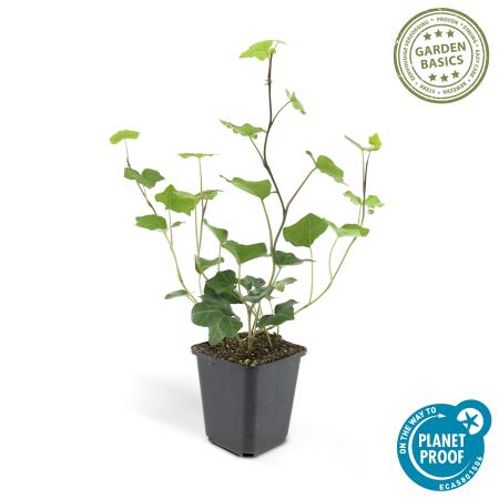 Bodendecker - Irischer Efeu - Hedera hibernica - 9cm Topf - Set mit 4