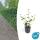 Ground cover - Irish ivy - Hedera hibernica - 9cm pot
