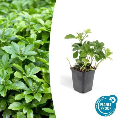 Ground cover - Shade green - Dickmännchen - Pachysandra term. Green Carpet - 9cm pot
