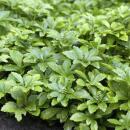 Ground cover - Shade green - Dickmännchen - Pachysandra term. Green Carpet - 9cm pot