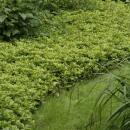 Ground cover - Shade green - Dickmännchen - Pachysandra term. Green Carpet - 9cm pot