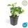 Ground cover - Shade green - Dickmännchen - Pachysandra term. Green Carpet - 9cm pot
