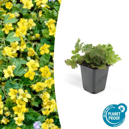 Couvre-sol persistant - Fraise dor - Waldsteinia ternata - Pot 9cm