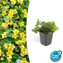 Couvre-sol persistant - Fraise dor - Waldsteinia ternata...