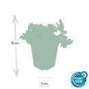 Couvre-sol persistant - Fraise dor - Waldsteinia ternata - Pot 9cm