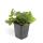 Couvre-sol persistant - Fraise dor - Waldsteinia ternata - Pot 9cm