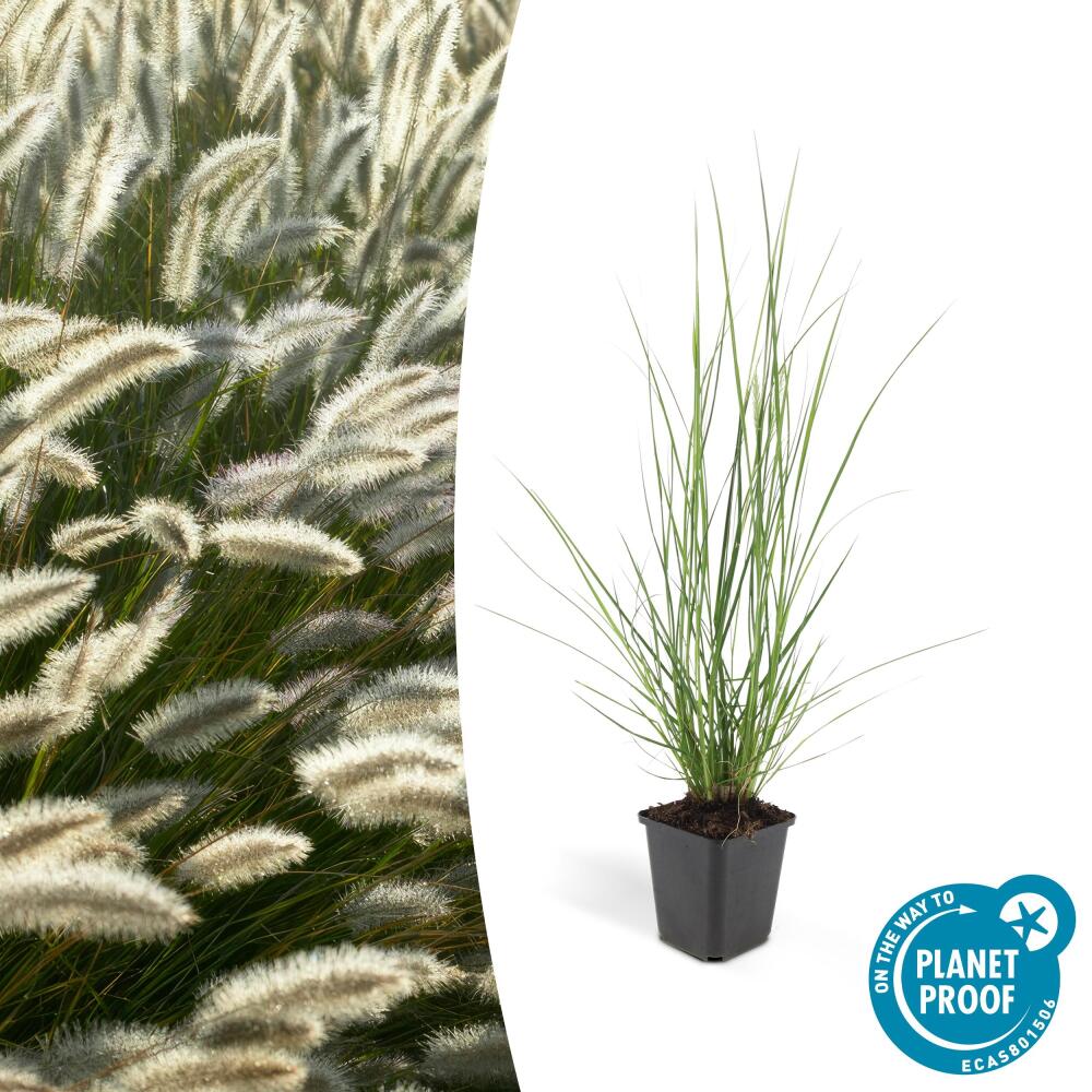 weihnachtsstern gross kaufen Weihnachtsstern (groß) – Papurino main image 1