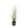 Lampenputzer-Gras - Pennisetum alopecuroides Hameln - 9cm Topf