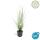 Lampenputzer-Gras - Pennisetum alopecuroides Hameln - 9cm Topf