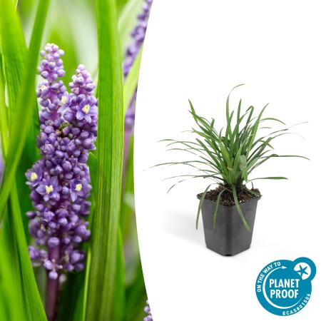 Couvre-sol - Raisin de lys - Liriope muscari Big Blue - pot 9cm