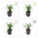 Couvre-sol - Raisin de lys - Liriope muscari Big Blue - pot 9cm