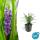 Couvre-sol - Raisin de lys - Liriope muscari Big Blue - pot 9cm