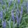 Couvre-sol - Raisin de lys - Liriope muscari Big Blue - pot 9cm
