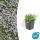 Ground cover - Blue flowering plant - Isotoma fluviatilis - 9cm pot