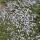 Ground cover - Blue flowering plant - Isotoma fluviatilis - 9cm pot