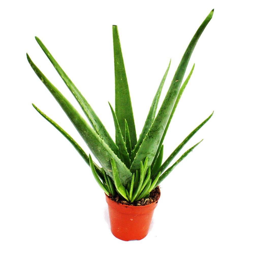 30 cm Gesamthöhe 10,5cm Topf 3 Pflanzen ca Echte Aloe Vera,üppige Pflanzen 