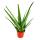 Aloe vera - ca. 4-5 ans - pot de 15cm