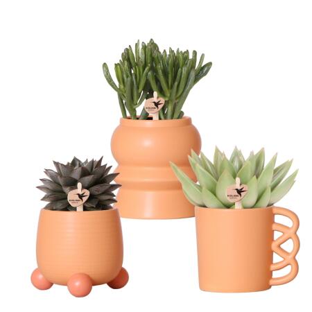 Ensemble de plantes Kolibri Greens - avec 3 mélanges de succulentes - comprenant des pots décoratifs en céramique taille du pot 9 cm