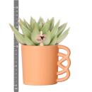 Ensemble de plantes Kolibri Greens - avec 3...