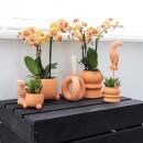 Ensemble de plantes Kolibri Greens - avec 3 mélanges de succulentes - comprenant des pots décoratifs en céramique taille du pot 9 cm