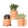 Ensemble de plantes Kolibri Greens - avec 3 mélanges de succulentes - comprenant des pots décoratifs en céramique taille du pot 9 cm