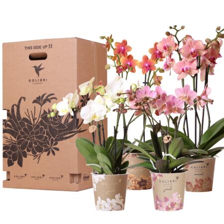Kolibri Orchids Coffret surprise Mix Plantes Avantages - Coffret surprise avec 4 orchidées différentes 12cm