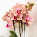 Kolibri Orchids Coffret surprise Mix Plantes Avantages - Coffret surprise avec 4 orchidées différentes 12cm