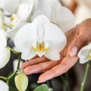 Kolibri Orchids KOMBI ANGEBOT von 4 weißen Orchideen - Ghent - Topfgröße 12cm