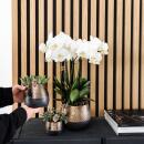 Kolibri Orchids KOMBI ANGEBOT von 4 weißen Orchideen - Ghent - Topfgröße 12cm
