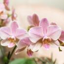 Kolibri Orchids combi offer of 2 dusky pink Phalaenopsis orchids - Treviso - pot size 12cm