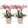 Kolibri Orchids combi offer of 2 dusky pink Phalaenopsis orchids - Treviso - pot size 12cm
