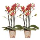 Kolibri Orchids offre combinée de 2...