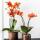 Kolibri Orchids offre combinée de 2 orchidées Phalaenopsis orange parfumées - taille de pot 12cm