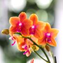 Kolibri Orchids KOMBI ANGEBOT von 4 duftenden orangefarbenen Phalaenopsis-Orchideen - Topfgröße 12cm